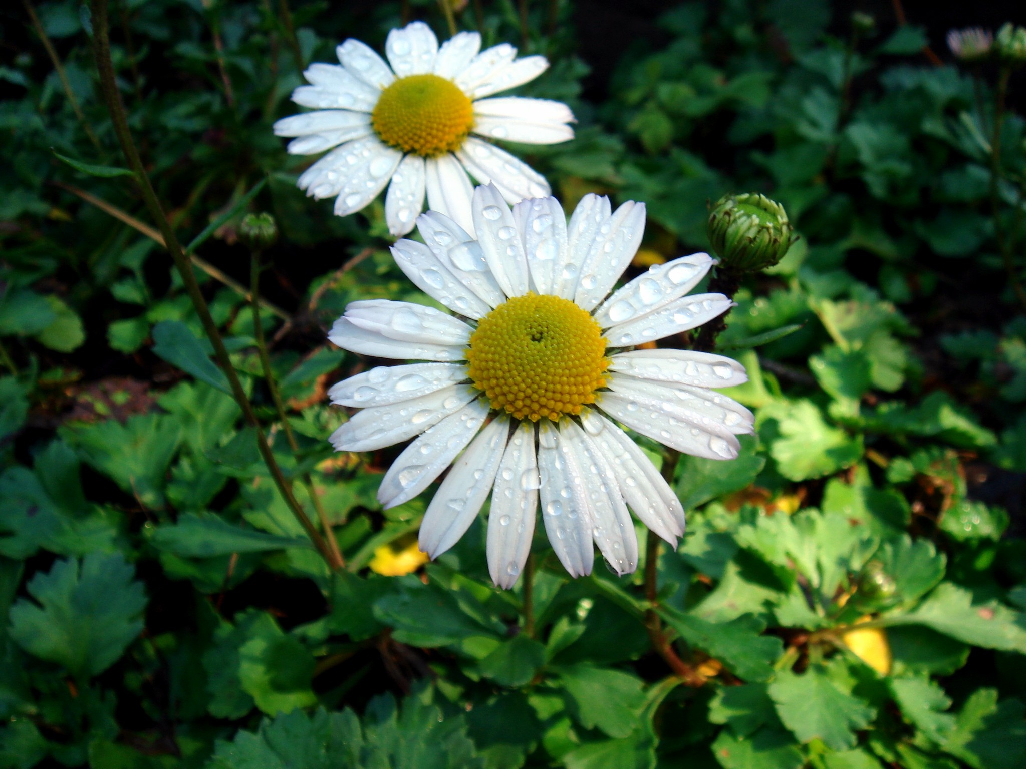 Chrysanthemum zawadskii Herbich subsp. yezoense (Maekawa) Y. N. Lee
